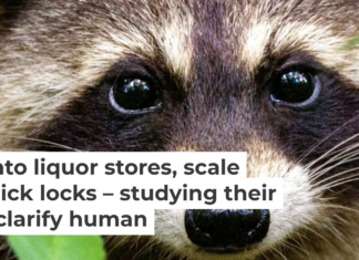 The moment you look away from those adorable eyes, these mischievous creatures will sneak out of your lab. Joshua J. Cotten/Unsplash, CC BY-SA